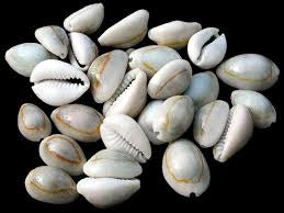 Cowrie Shells - 3/$1