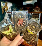 Insect / Entomology Enamel Pins