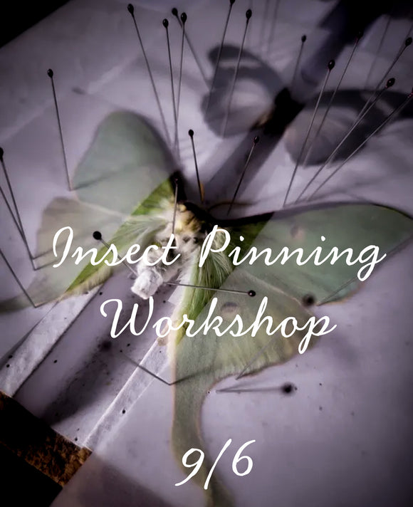 Insect Pinning Workshop - Saturday 9.6.25 6:30pm
