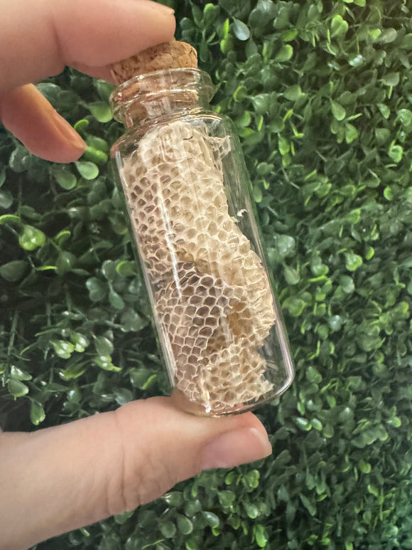 Jar of Snake Skin - Snake Shedding