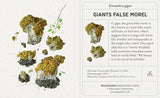 Mushroom Knowledge Cards