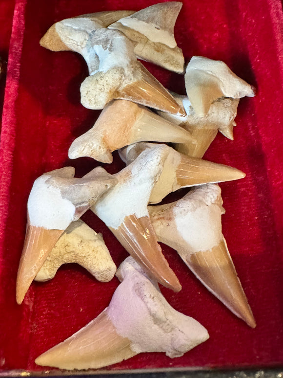 Shark Teeth