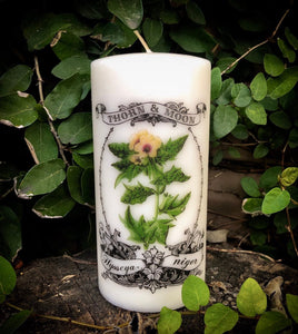 Thorn & Moon Candle- Henbane - The Poison Garden Collection - Hyoscyamus niger - Nightshade - Baneful Flora - Decorative 6" Pillar
