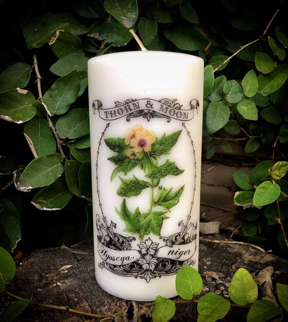 Thorn & Moon Candle- Henbane - The Poison Garden Collection - Hyoscyamus niger - Nightshade - Baneful Flora - Decorative 6