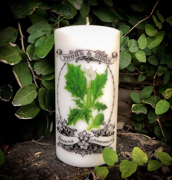 Thorn & Moon Moonflower Candle- The Poison Garden Collection - Datura stramonium - Thornapple - Baneful Flora - Decorative 6