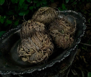 Rose of Jericho - Magickal Resurrection Plant